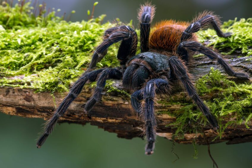 photo shows a tarantula spider on a mossy log.