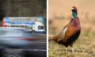 Stagecoach bus and pheasant