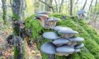 Blue hat of oyster mushrooms growing on green moss on a fallen tree.