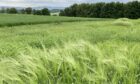 RARE: researchers are not aware of any farmers growing Bere Unst barley.