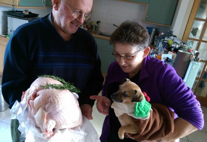 Writer's parents holding a small dog dressed as a Christmas pudding next to a Christmas turkey.