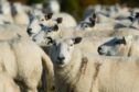 The man has been charged in connection with worrying livestock. Image: Kim Cessford/DC Thomson.