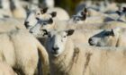 The man has been charged in connection with worrying livestock. Image: Kim Cessford/DC Thomson.