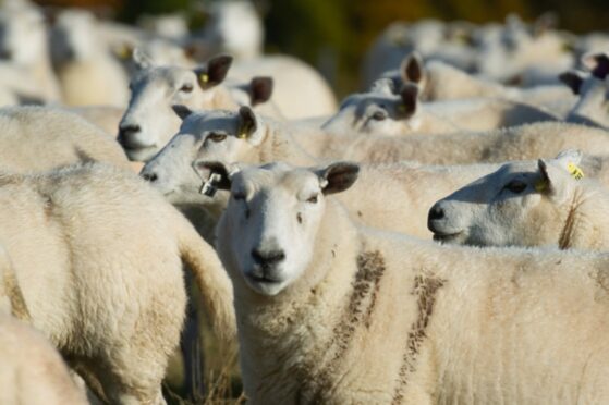 The man has been charged in connection with worrying livestock. Image: Kim Cessford/DC Thomson.
