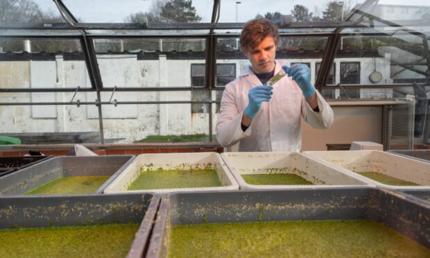 DUCKWEED: Researchers are investigating  how farm waste can be used to grow a protein source for livestock.