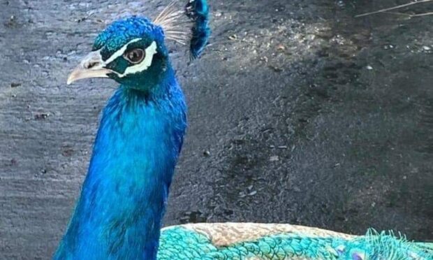 Malcolm the peacock was killed in Dunfermline. Image: Supplied.