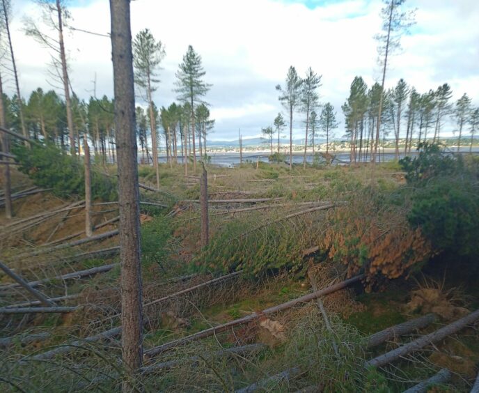 Tentsmuir Forest Storm Arwen Damage