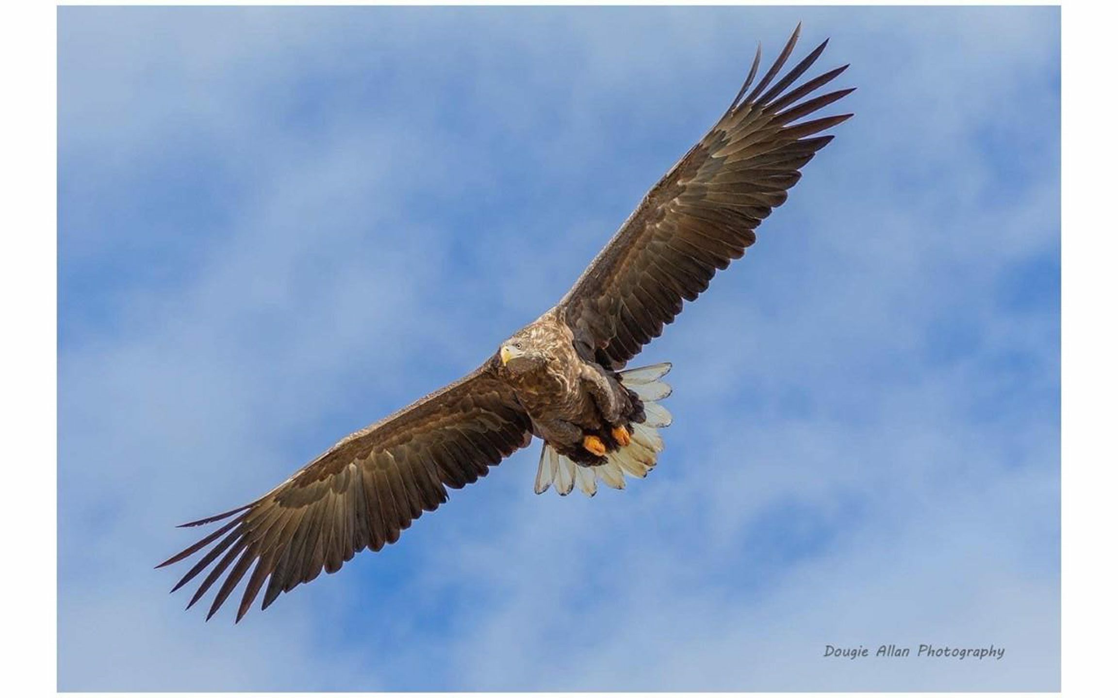Marra, a White Tailed Eagle from Elite Falconry.