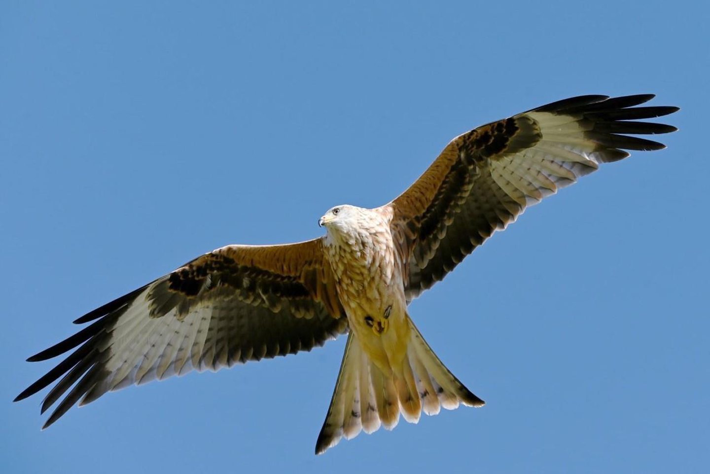 Lottie, a Red Kite