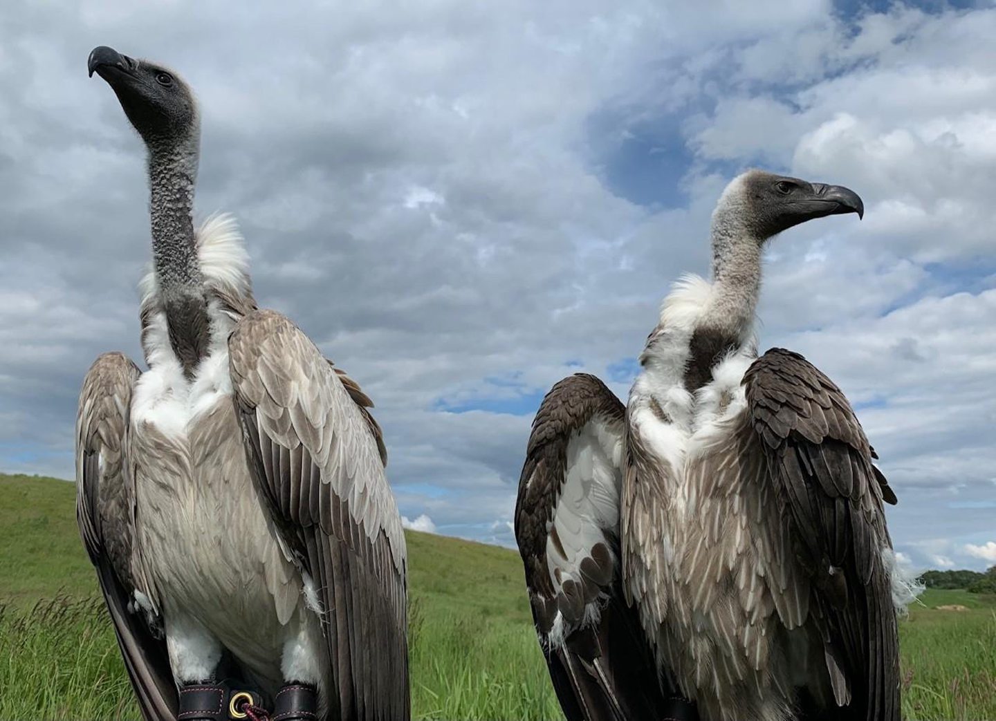 White Backed Vulture in Fife, Scotland
