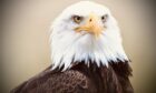 Electra the female Bald Eagle