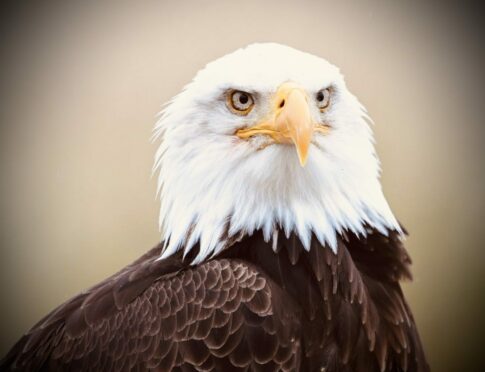 Electra the female Bald Eagle