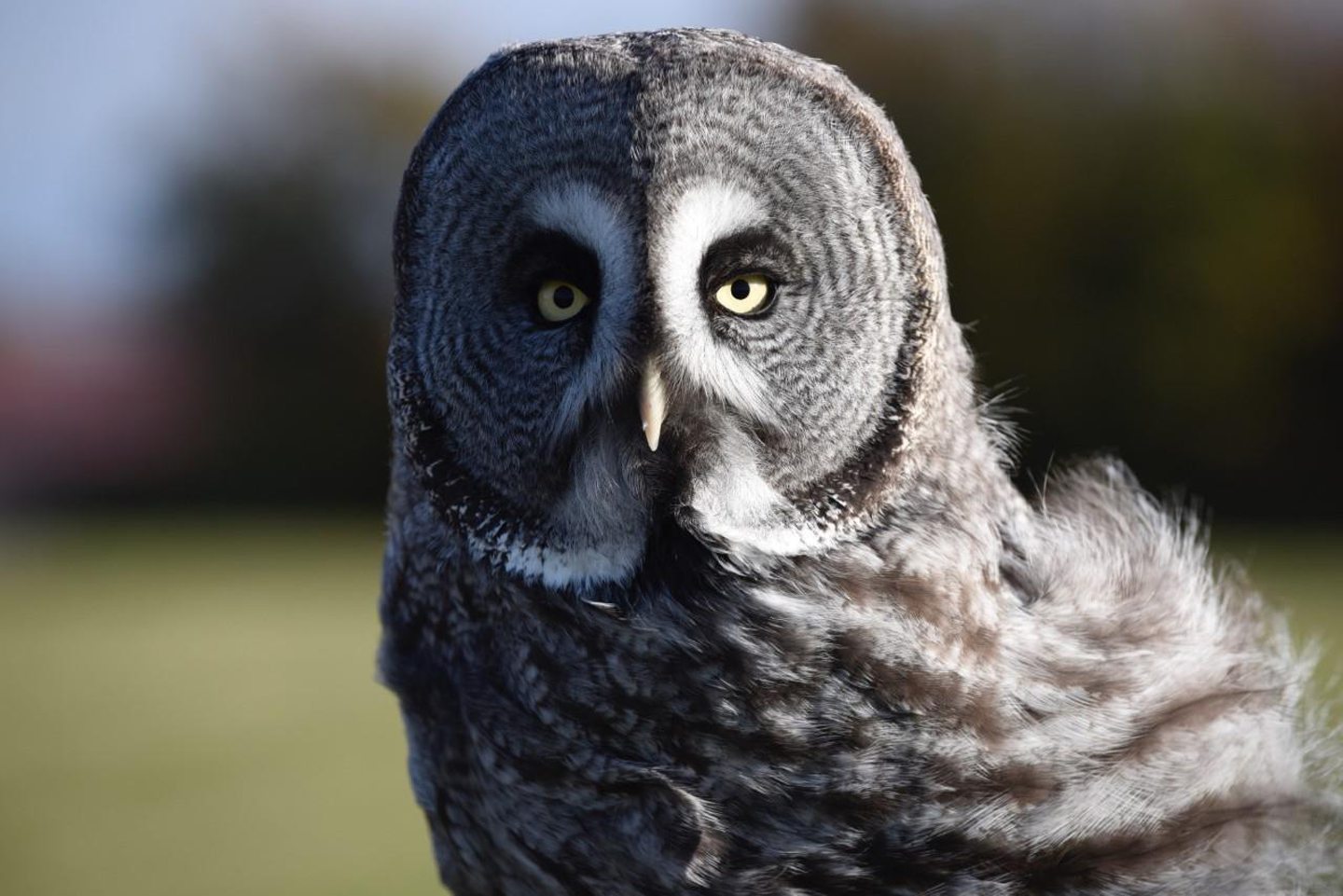 Grey Great Owl in Scotland