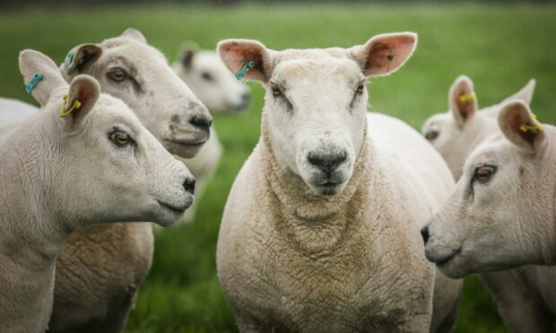 Police are hunting for the dog and its owner after a sheep died. Image: Mhairi Edwards/DC Thomson.
