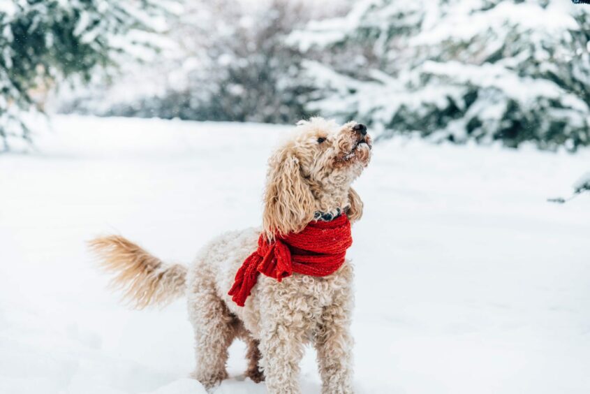 dog in the snow wearing a red scarf.