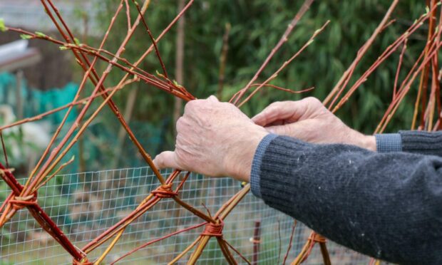 Our Ginger Gairdner is having a go at a pleached hedge.
