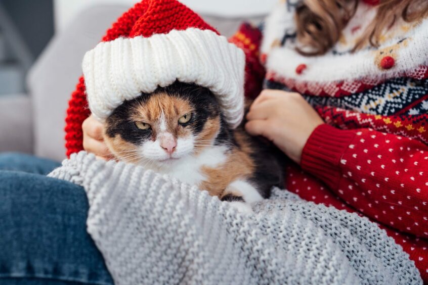grumpy cat wearing Santa hat.