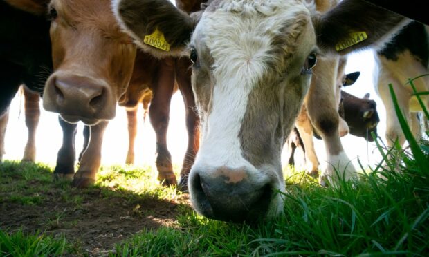 The technology helps farmers with livestock control.