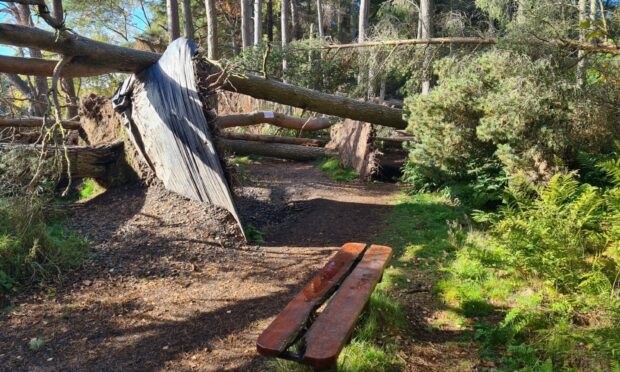 Fallen trees at Crombie Country Park. Image: James Lamont