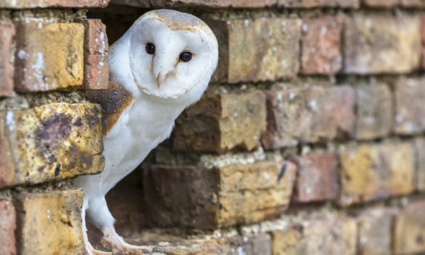 A barn owl was found within the trap. Image: Getty Images/iStockphoto