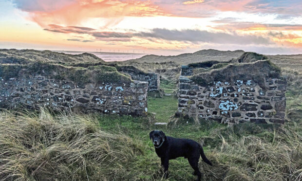 Gayle's Labrador in front of the ruins of the 12th Century Forvie Kirk - the only reminder of the 'lost' community.