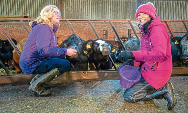Louise Nicoll introduces Gayle to some of the breeding cattle at Newton of Fothringham Farm, Inverarity. Picture: KIm Cessford.