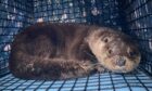 Ballo the otter found near-dead near Kinross
