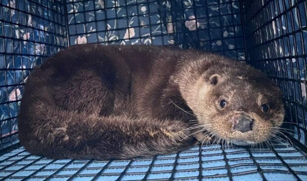 Ballo the otter found near-dead near Kinross