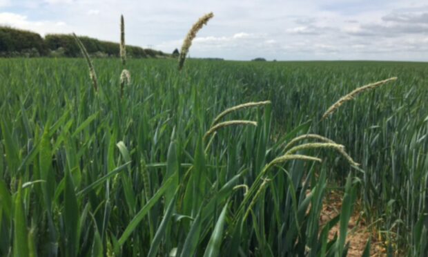 The root of all evil: Black-grass is a serious problem for farmers, resulting in huge financial issues. Image: Hull University.