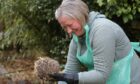 Dawn Airlie has taken over as the region's new hedgehog champion. Image: Gareth Jennings/DC Thomson
