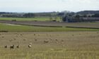 GRAZING: The Blacks have reaped a number of benefits from introducing sheep to their arable rotation.