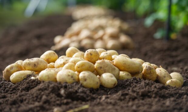 GROUNDWORK: Potato organisations are asking for support to help secure the sector.