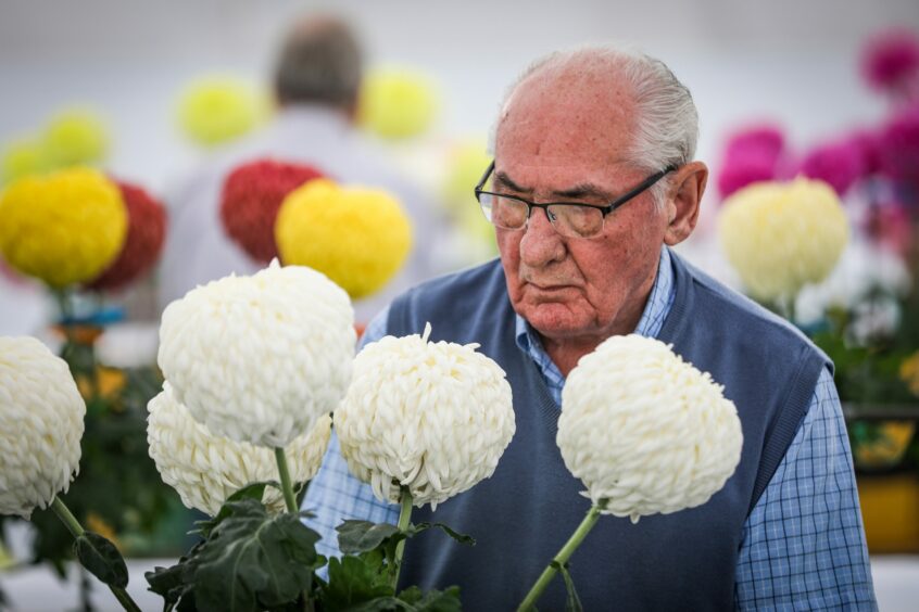 older man next to a colourful display of dahlias.