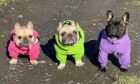 The French bulldogs suffered suspected chemical burns. Image:  Kathy Ferguson