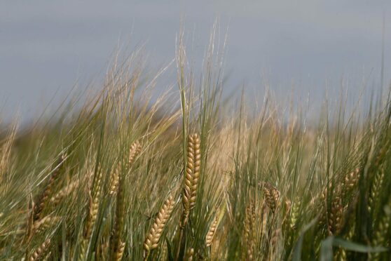 Wheat field