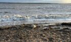 the seal pup found on broughty ferry beach
