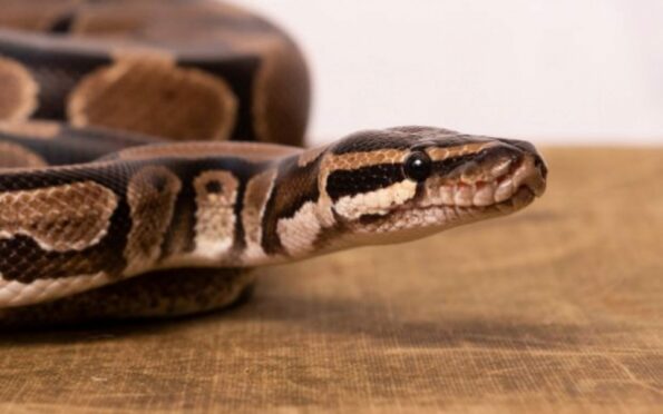 Royal Python Taz has been at the Petterden rescue centre in Angus for 75 days. Image: SPPCA