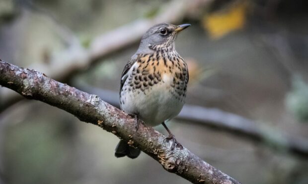 OPPORTUNITY: The fieldfare is a winter visitor across Scotland.