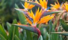 The glasshouse at Craigtoun Park grew exotic plants like Bird of Paradise.