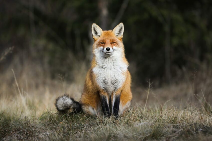 A fox. Image: Shutterstock.