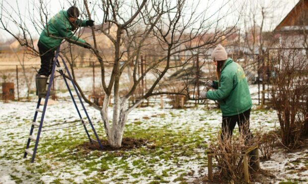 Now is the time to start winter pruning.