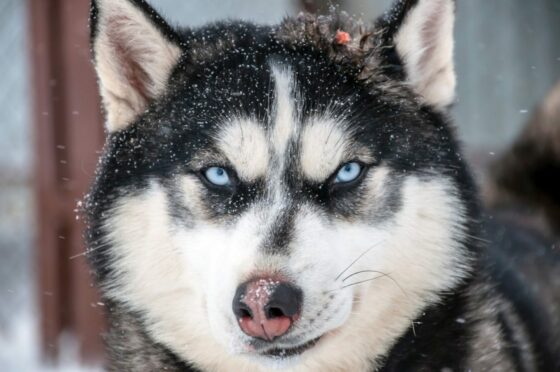 A Siberian husky. Image: Shutterstock.