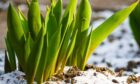 Our Ginger Gairdner was heartened by the sight of greenery after all the frost and snow.