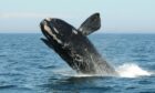 North Atlantic right whale. Image: New England Aquarium taken under DFO Canada SARA permit