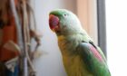 Missing Glenrothes parrot