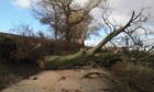 A fallen tree in North East Fife. Image: DC Thomson