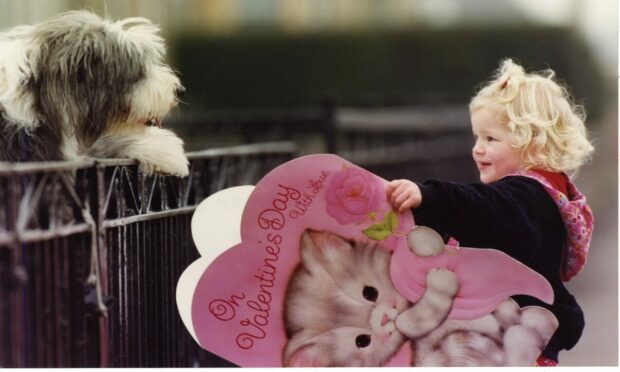 Dundee United star Dave Bowman's daughter Rebecca (aged 2), shows her affection for her bearded collie dog Toddie, with a Valentine's Day card. 
Photo taken 12/2/1993. Featured in C&A 13/2/1992.
B70 1993-02-12 Rebecca Bowman with her dog Toddie (C)DCT