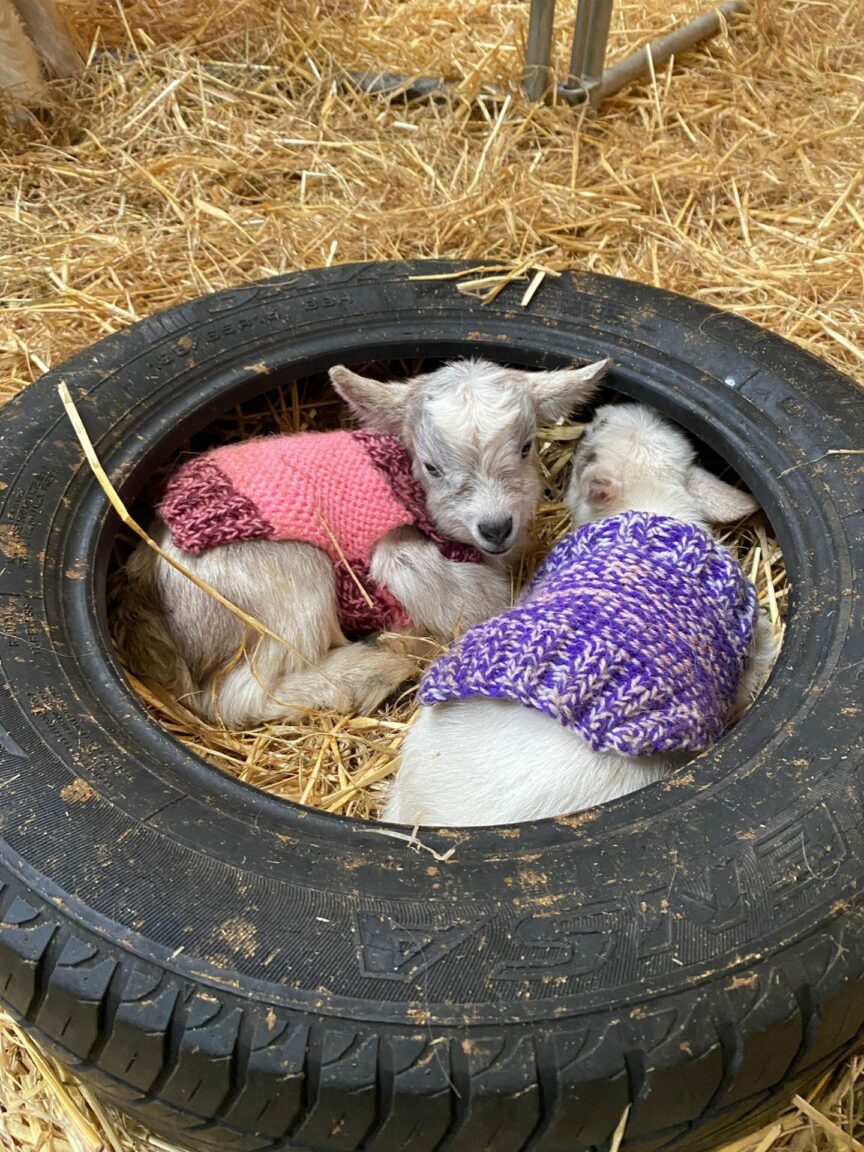 No kidding baby goats in coats spotted in Angus