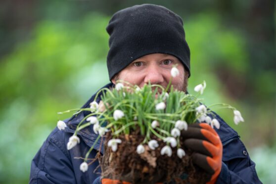 Glamis Castle gardener Steve Bell prepares some snowdrops for planting. Image: Kim Cessford/DC Thomson