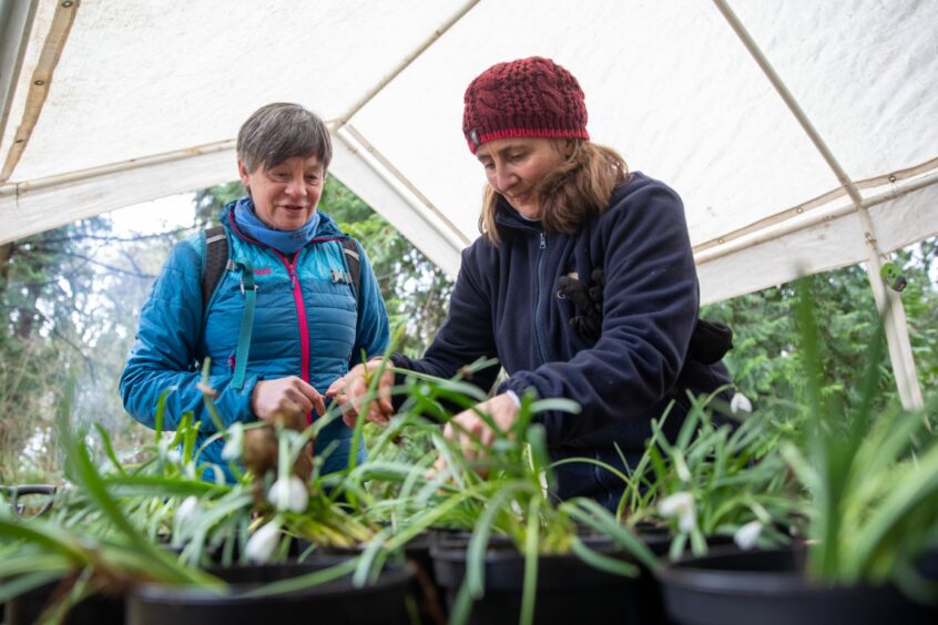 Glamis Castle snowdrop planting